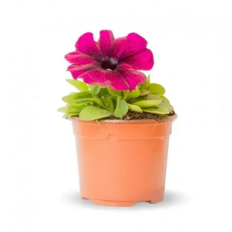 Imagen MACETA PETUNIA 30CM